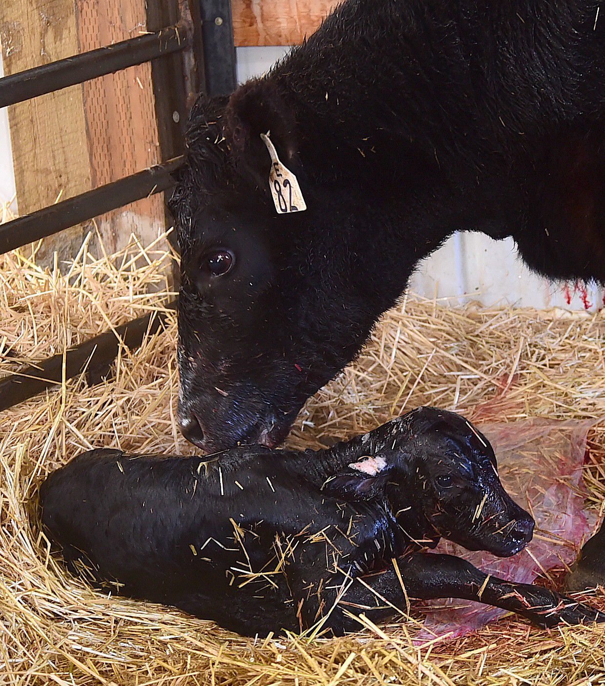 Martin calf